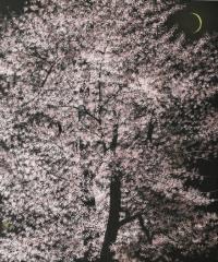 満開の夜桜（千住 博） - 絵画通販・販売・オンラインショップ｜いつき 